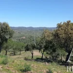 Farmhouse for sale in São Bartolomeu de Messines, Silves, Algarve • WOW67581 - gallery image